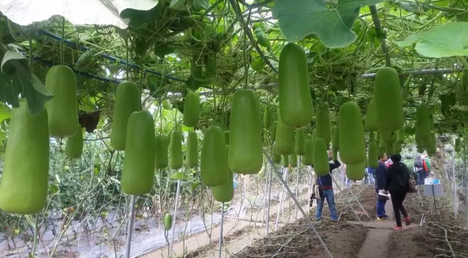 餐廚垃圾為什么要分類(lèi)收運(yùn)處理?